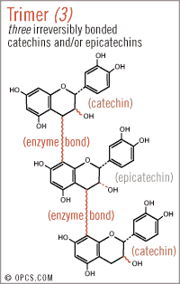 Trimer: three irreversibly bonded catechins and/or epicatechins